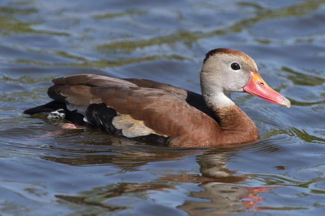 Black-bellied Whistling-Duck