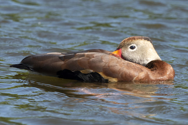 Black-bellied Whistling-Duck