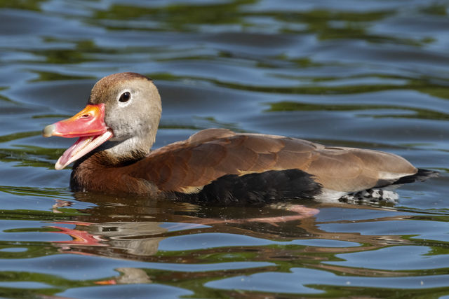 Black-bellied Whistling-Duck