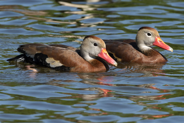 Black-bellied Whistling-Duck