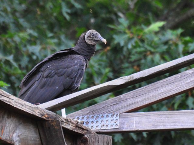 Black Vulture