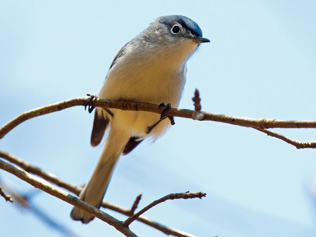 Blue-gray Gnatcatcher