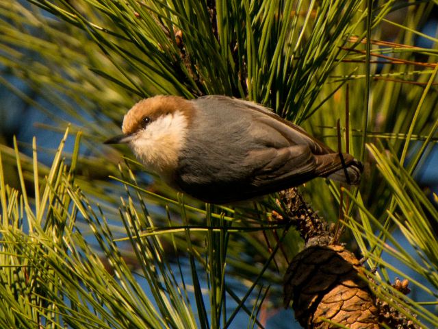 Brown-headed Nuthatches