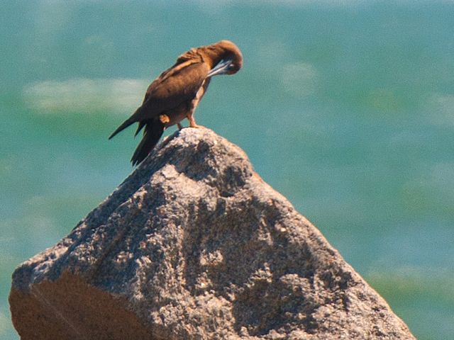 Brown Booby