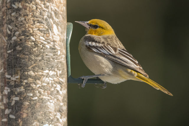 Bullock's Oriole