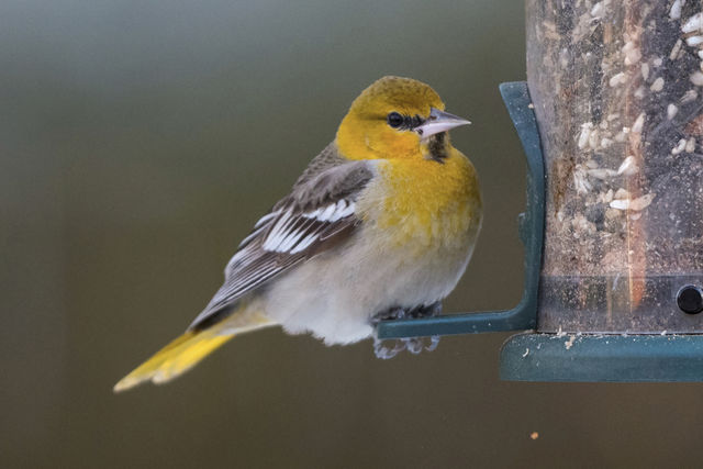 Bullock's Oriole