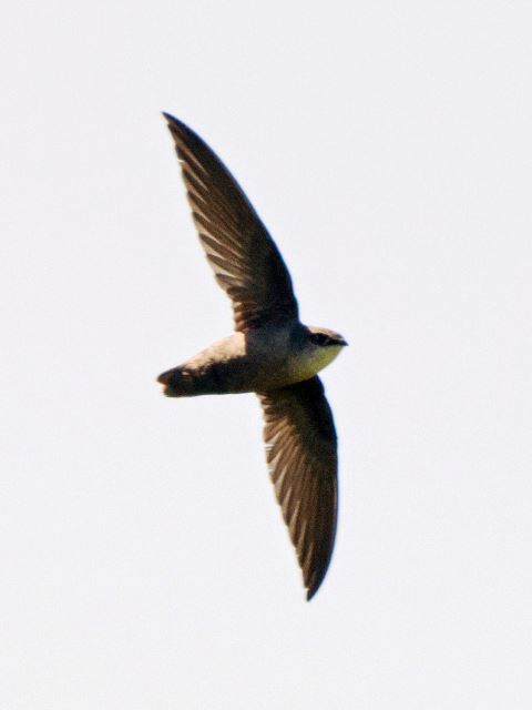 Chimney Swift