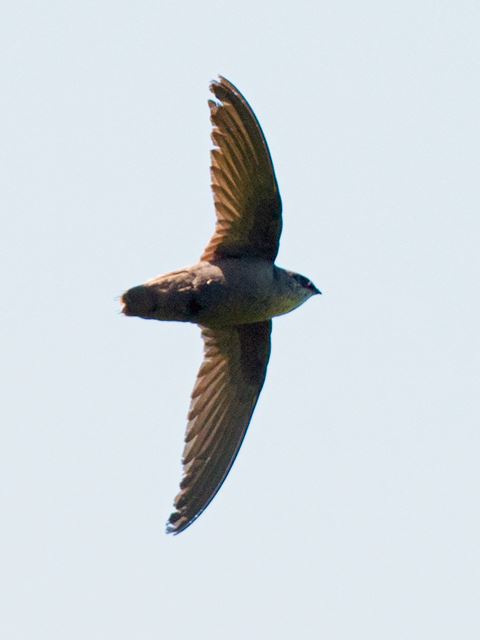 Chimney Swift