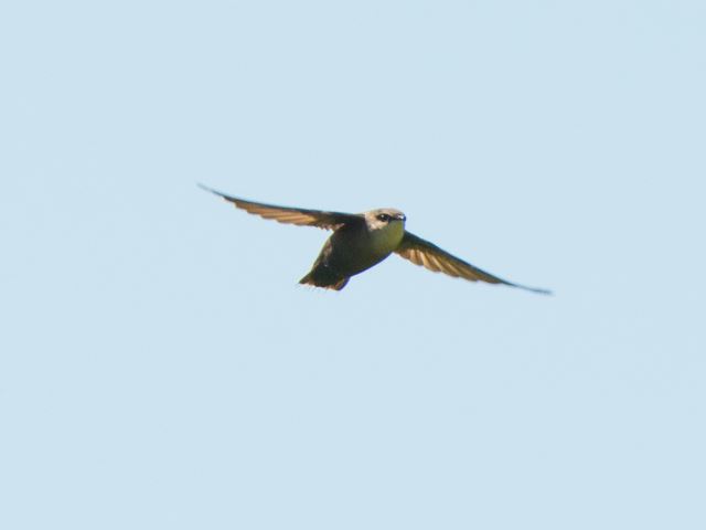 Chimney Swift