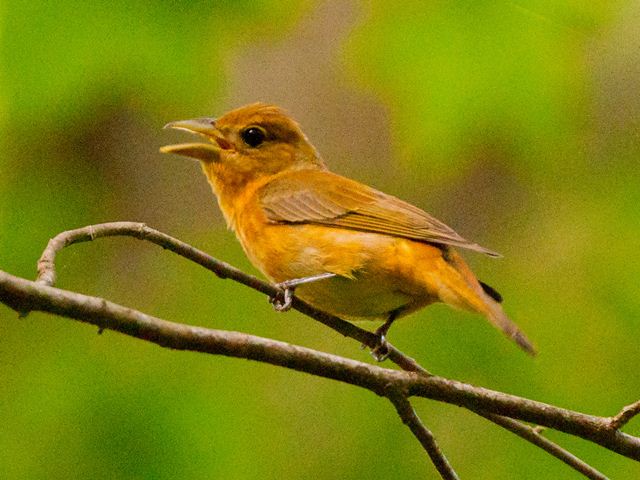 Summer Tanagers