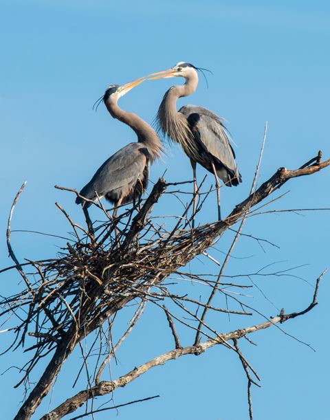 Great Blue Heron