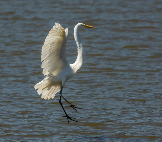 Great Egret