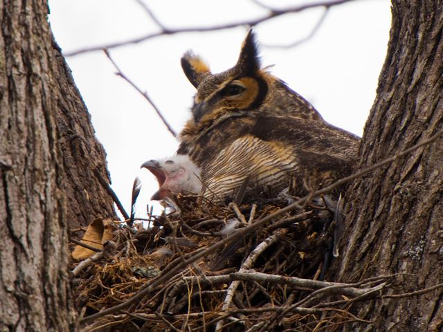 Great Horned Owl