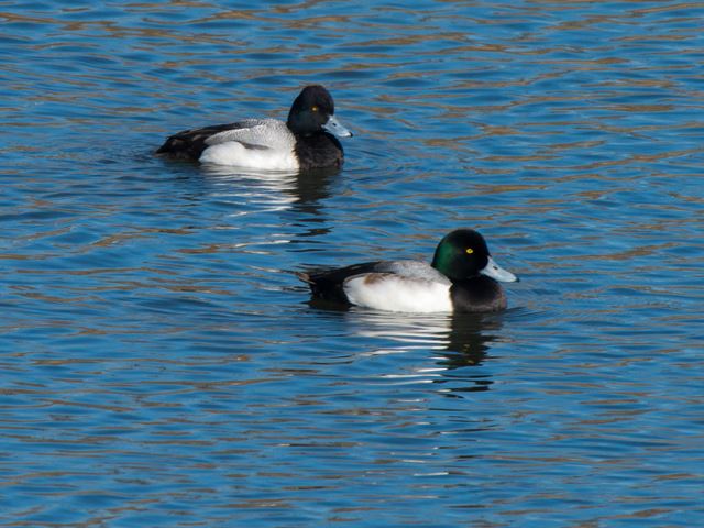 Greater Scaup and Lesser Scaup