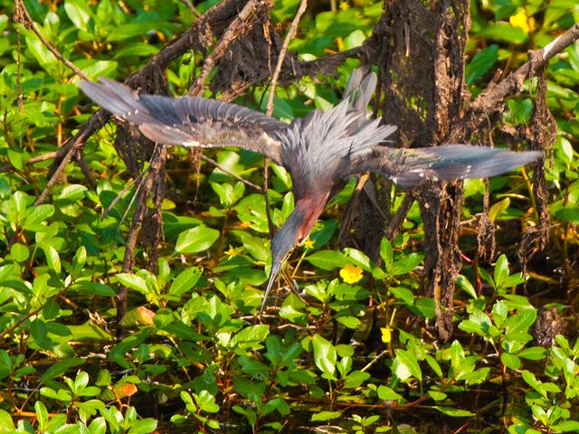 Green Heron