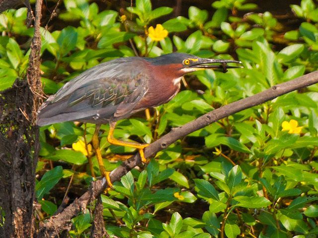 Green Heron