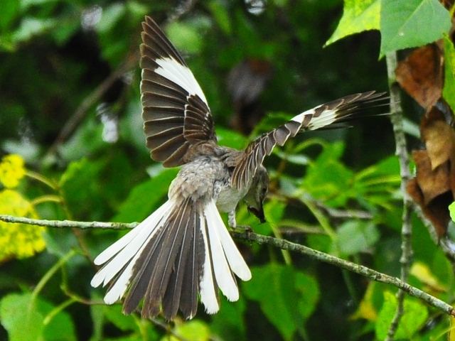 Northern Mockingbird