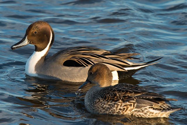 Northern Pintails