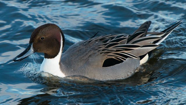 Northern Pintails