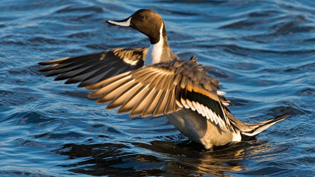 Northern Pintails