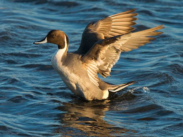 Northern Pintails