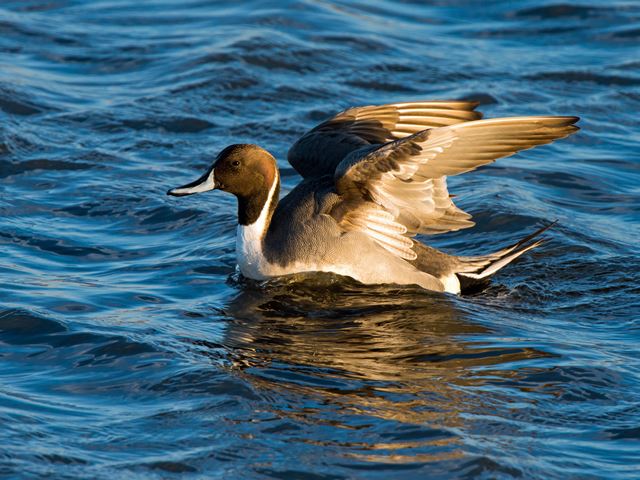 Northern Pintails