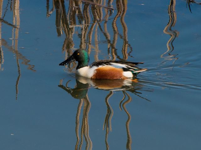 Northern Shoveler