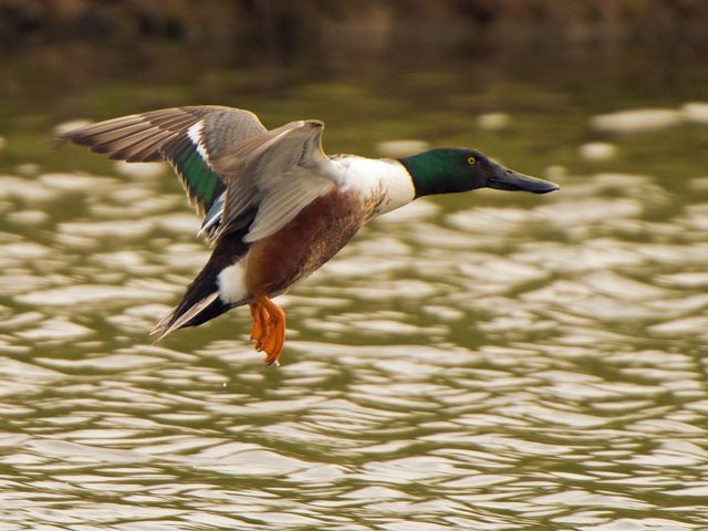 Northern Shoveler