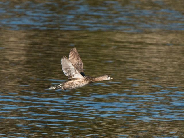 Pied-billed Grebe