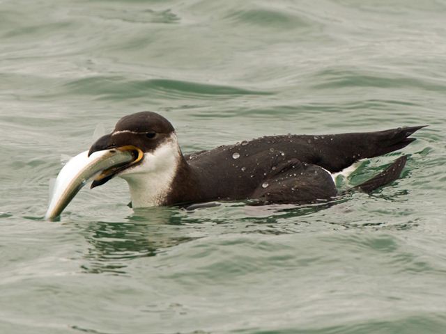 Razorbill