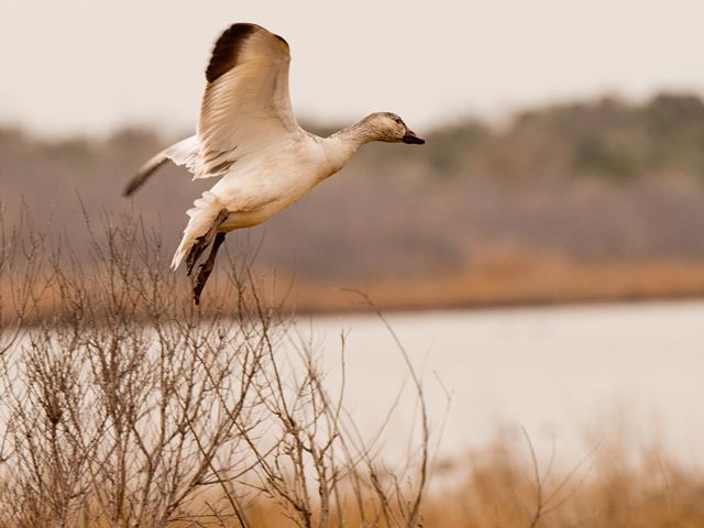 Snow Goose