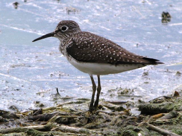 Solitary Sandpipers