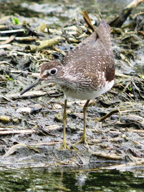 Solitary Sandpipers