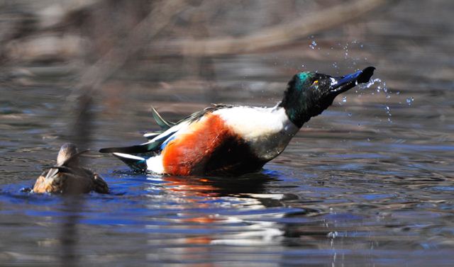 Northern Shoveler