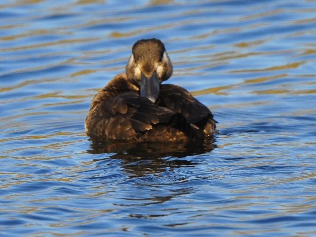 Surf Scoter