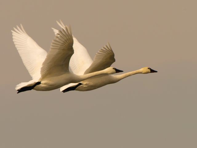 Tundra Swans