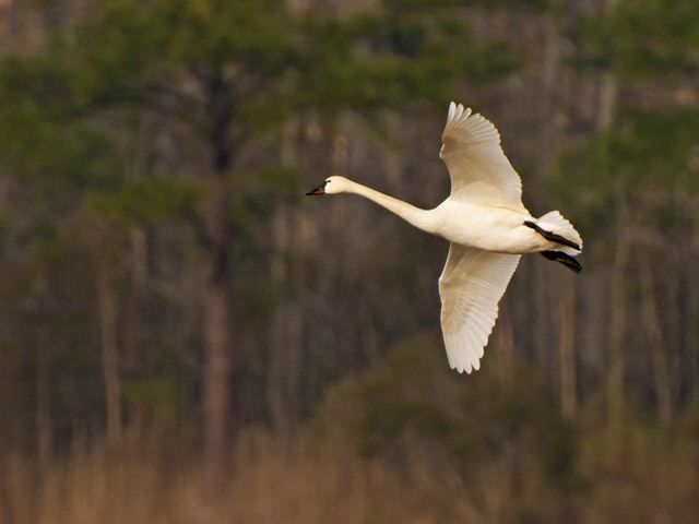 Tundra Swans