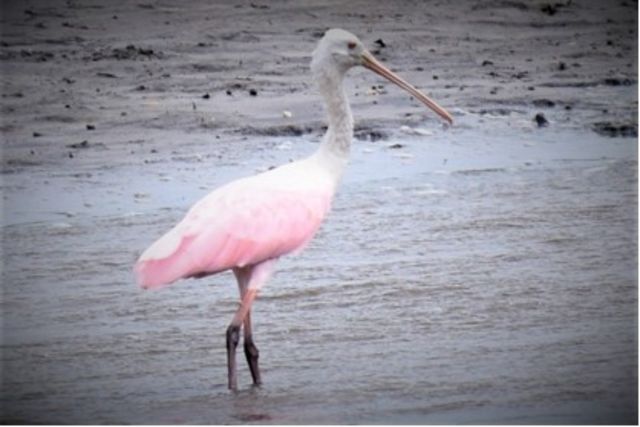 Roseate Spoonbill