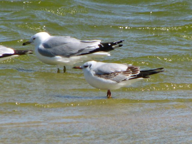 Black-headed Gull