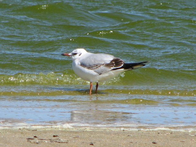 Black-headed Gull