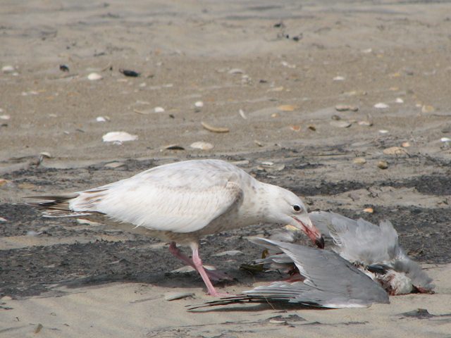 apparent hybrid gull