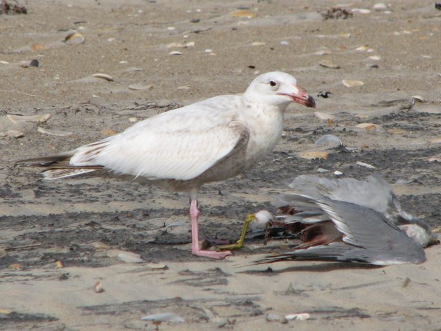 apparent hybrid gull