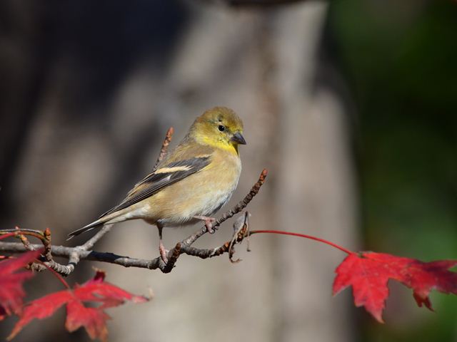 American Goldfinch