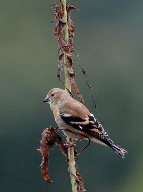 American Goldfinch