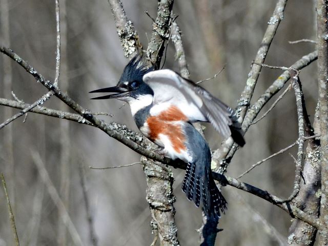 Belted Kingfisher