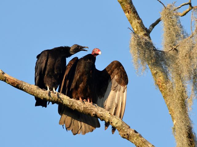 Black Vultures and Turkey Vulture