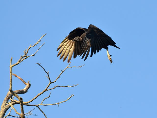 Black Vultures and Turkey Vulture