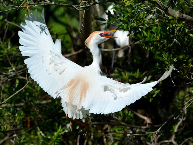 Cattle Egrets