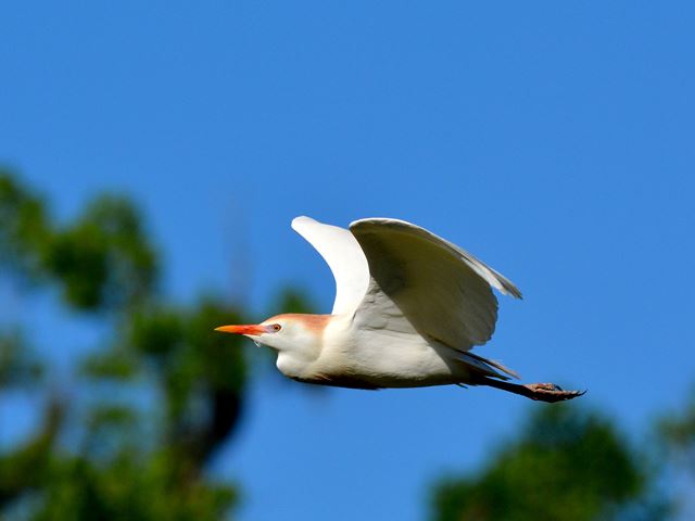 Cattle Egrets