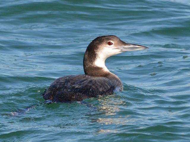 Common Loon